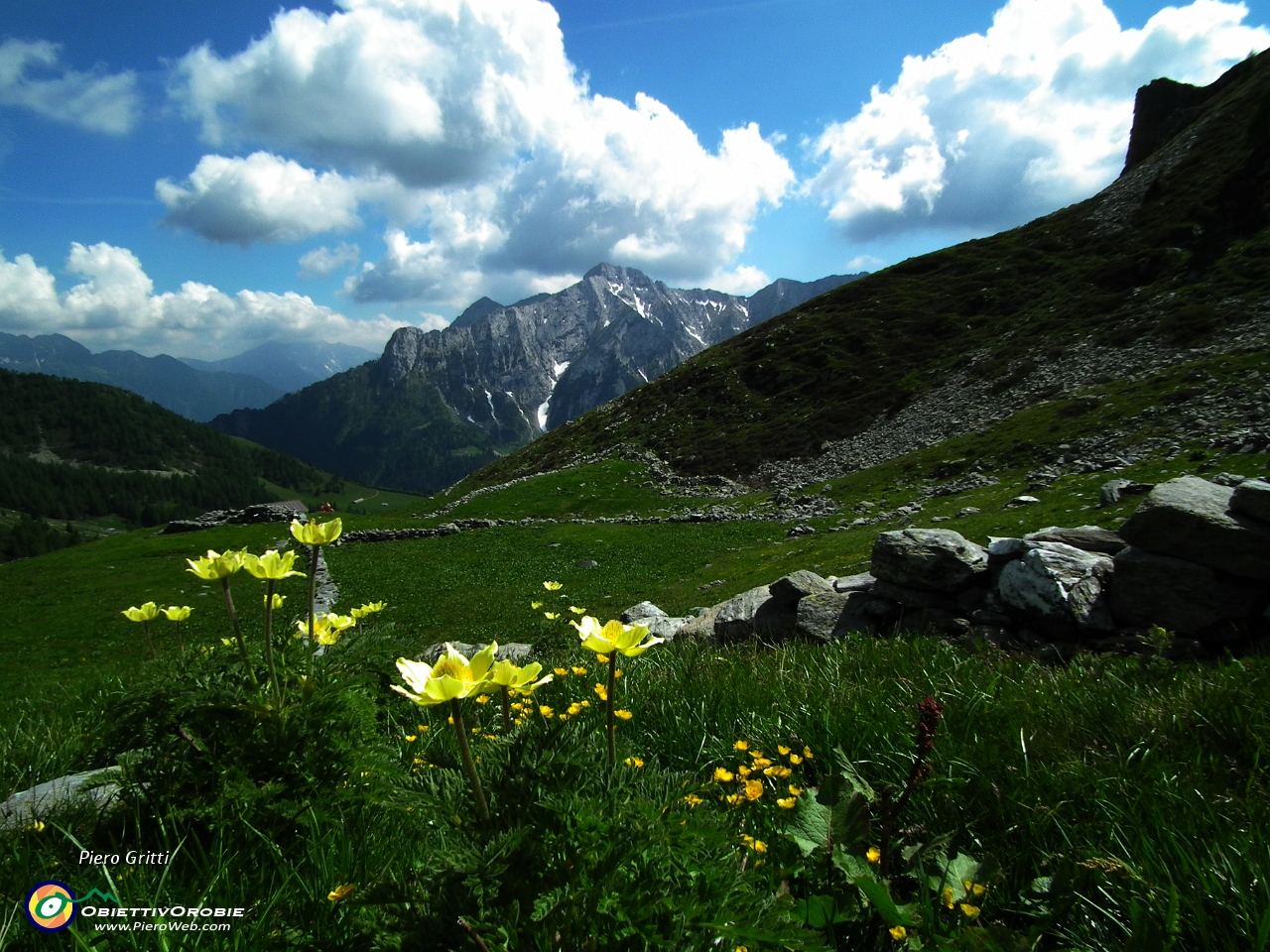 95 Palsatilla sulfurea col Pegherolo sullo sfondo.JPG